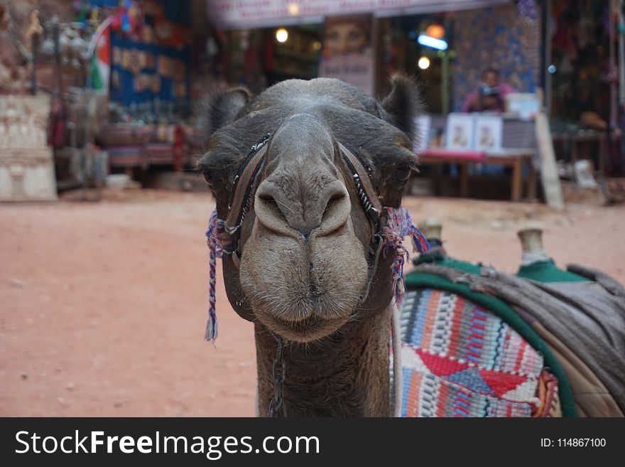 Camel, Camel Like Mammal, Temple, Arabian Camel
