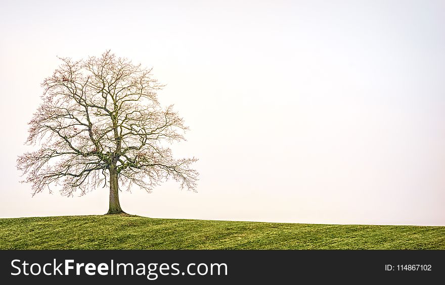 Tree, Sky, Branch, Woody Plant