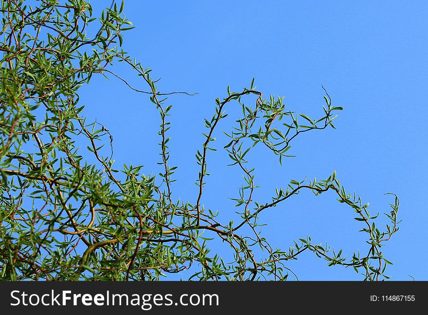 Branch, Sky, Tree, Leaf