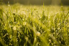 Green Grass With Water Drops, Early In The Morning, Sun Glare Royalty Free Stock Photo Green Grass With Water Drops, Early In The Morning, Sun Glare Royalty Free Stock Photo