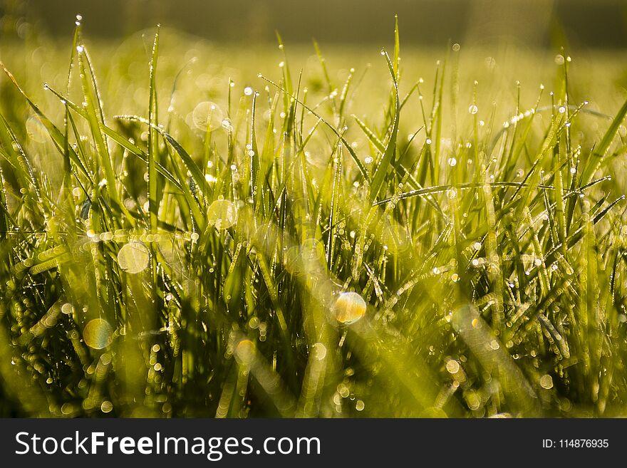 Green grass with water drops, early in the morning, sun glare on grass