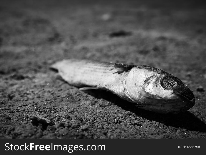 Dead fish due to the drought that has dried up a pond.