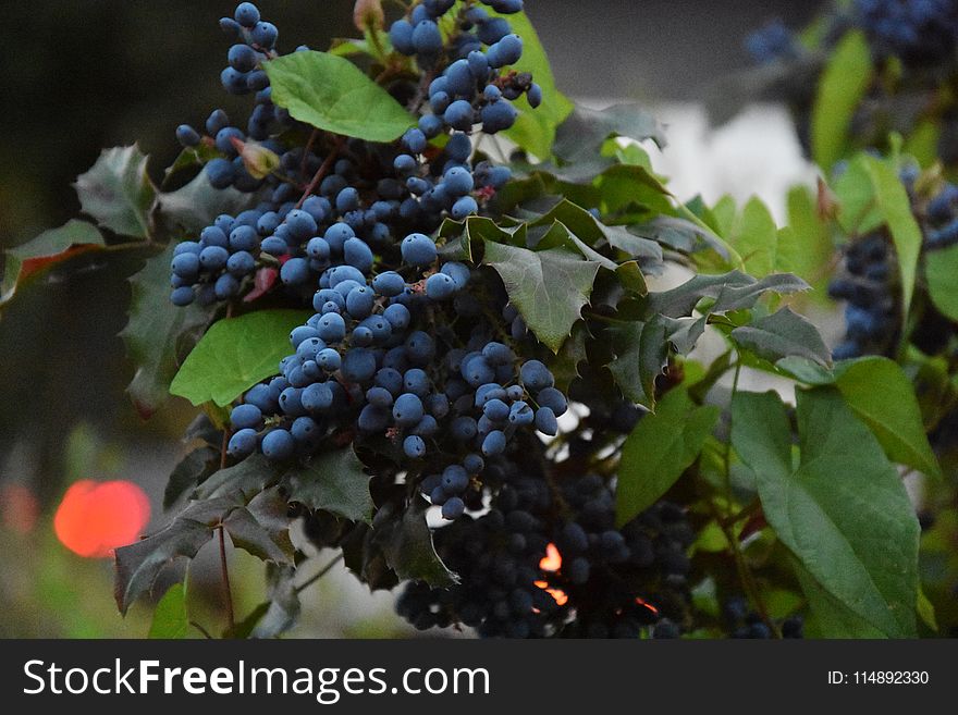 Blue Berries