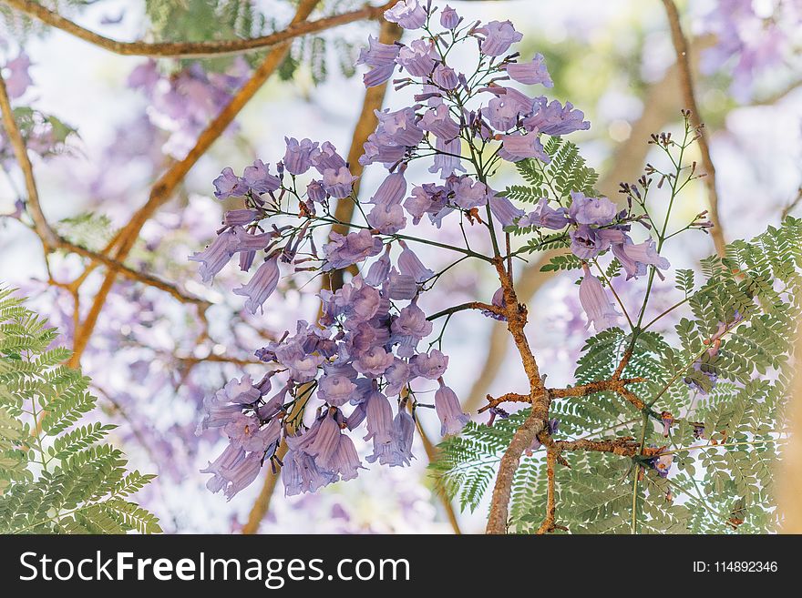 Selective Focus Photography Of Purple Clustered Flowers