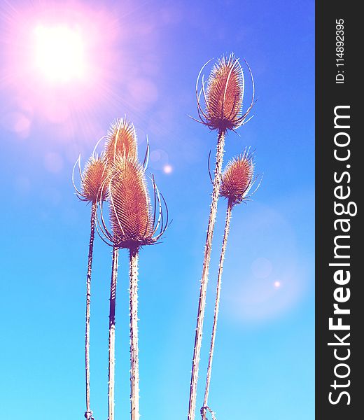 Macro Photography of Brown Plant