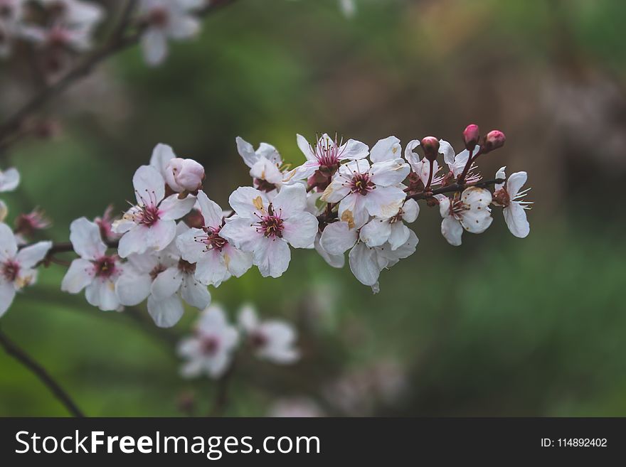 White Flowers In Focus Photography