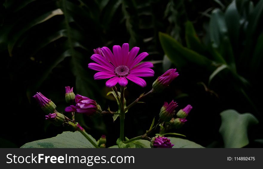 Photo of Purple Gerbera Daisy Flowers
