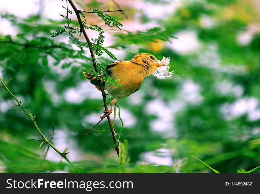 Yellow Bird Perched on Tree