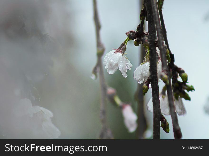 White Tree Blossoms With Dew in Closeup Photo