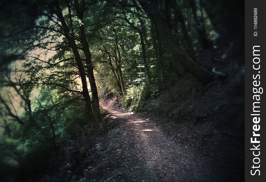 Photography Of Dirt Road Surrounded By Trees