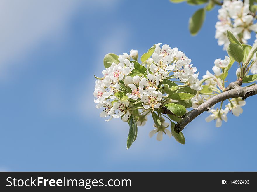 Close-Up Photography Apple Blossoms