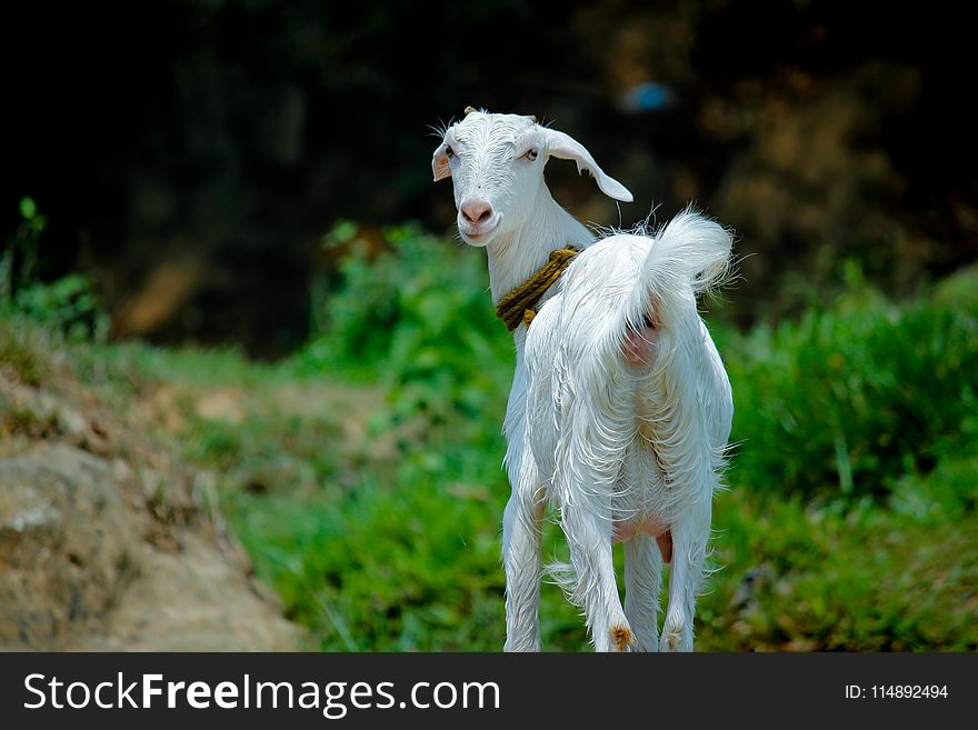 White Goat In Grass Field