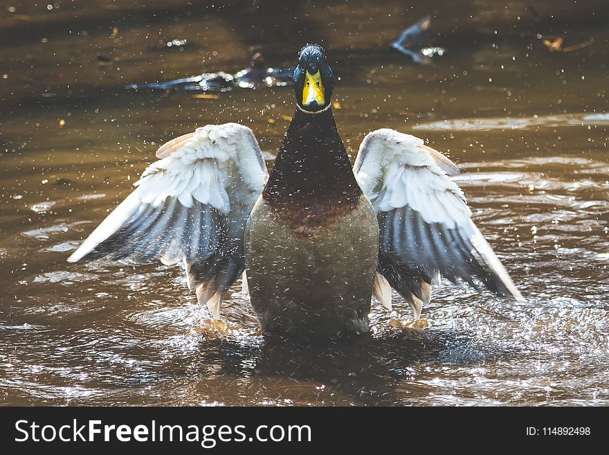 Photo of Brown and Grey Duck on Body of Water