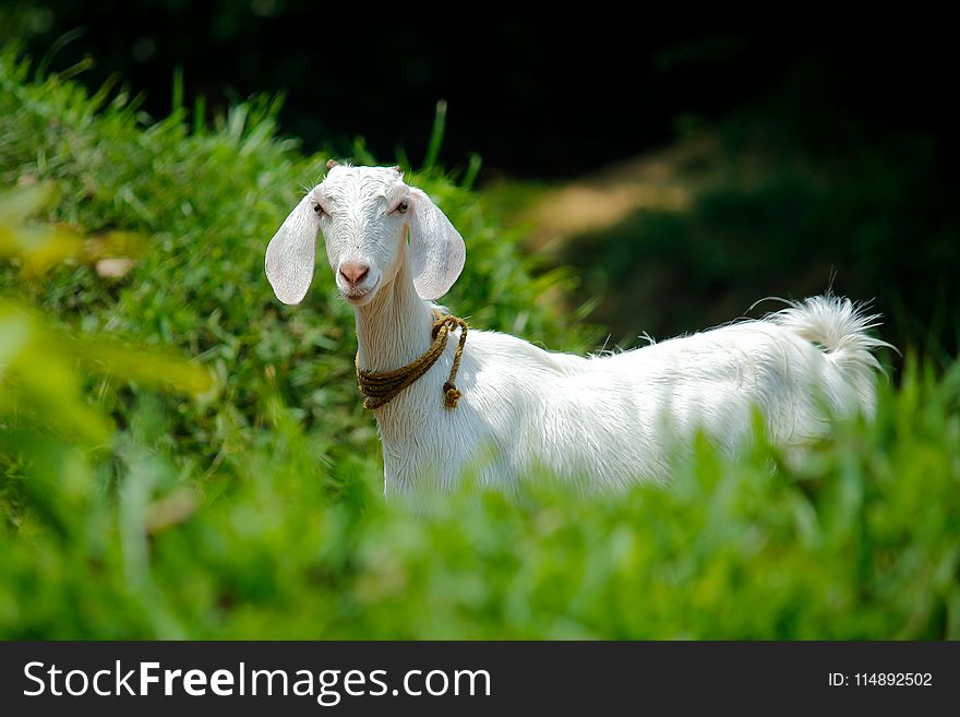 White Goat in Grass Field