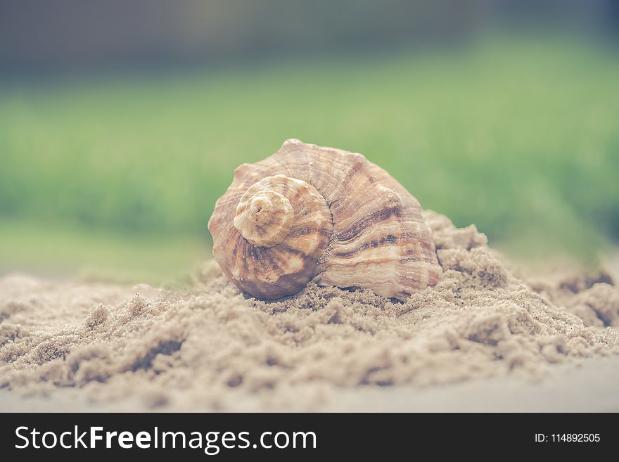 Macro Photography Of Shell On Sand