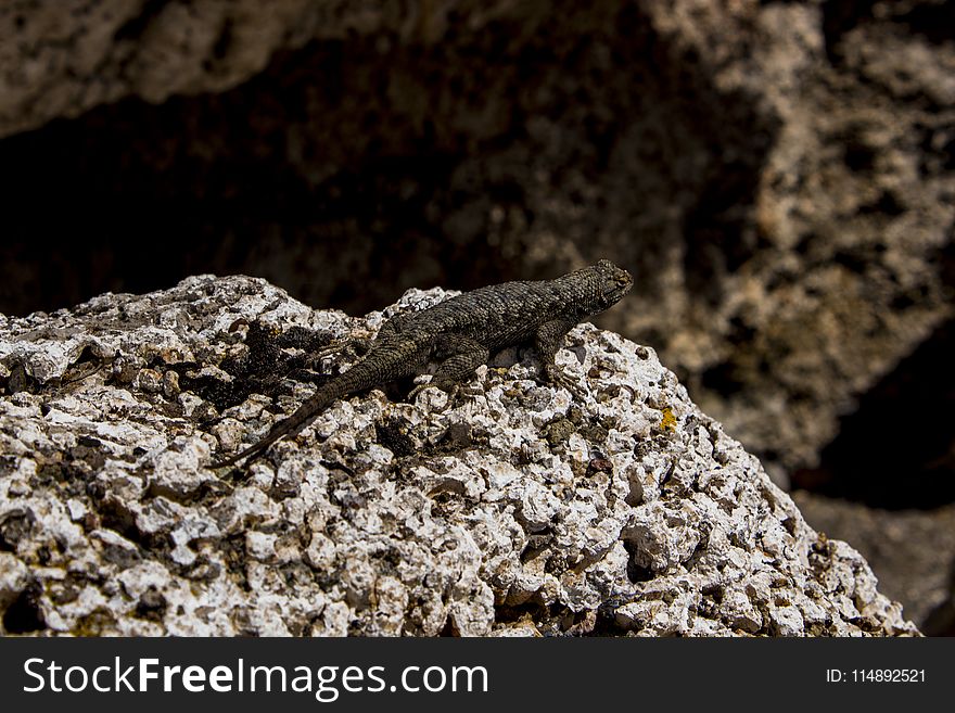 Close-Up Photography of Lizard On Stone