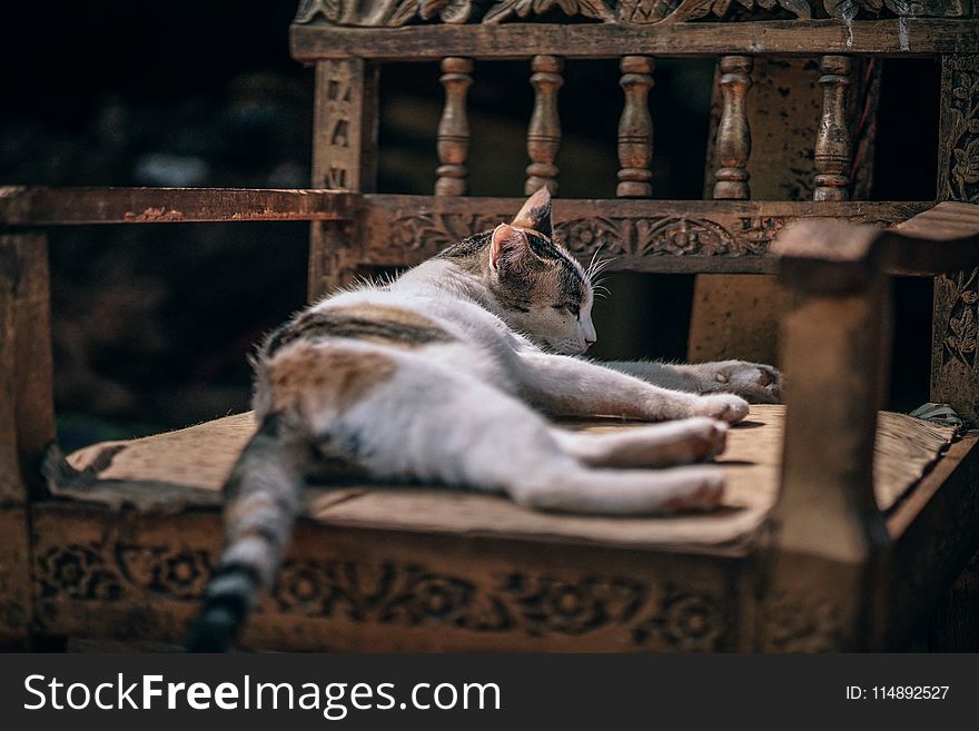 Photo of Calico Cat Sleeping on Brown Wooden Armchair