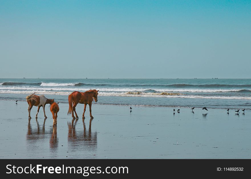 Three Brown and White Horses Near Flock of Birds and Body of Water