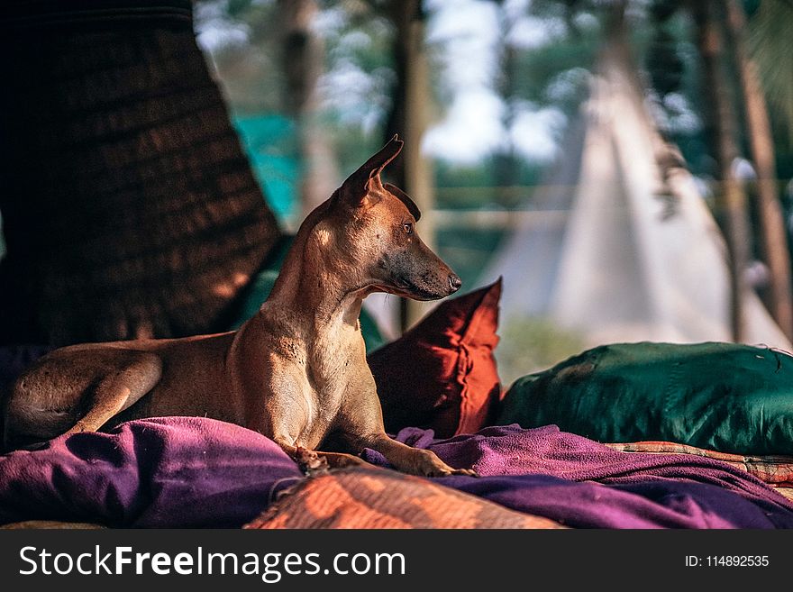 Short-coated Tan Dog Prone Lying on Bed at Daytime