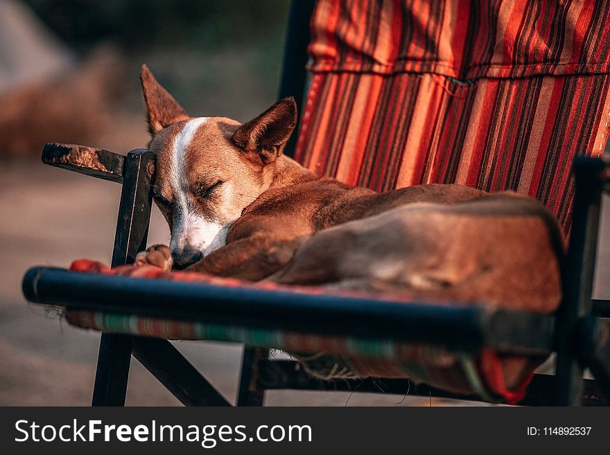 Adult Tan and White Basenji Sleeping on Chair