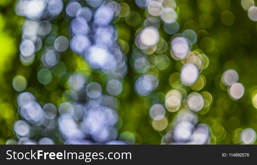 Blur, Bokeh, Circles