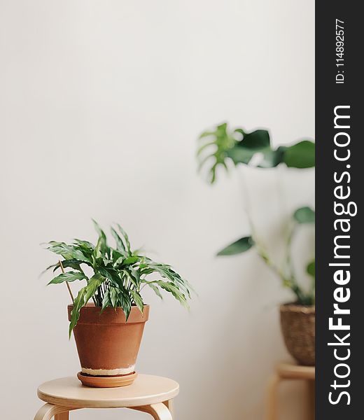 Selective Focus Photography of Potted Plant