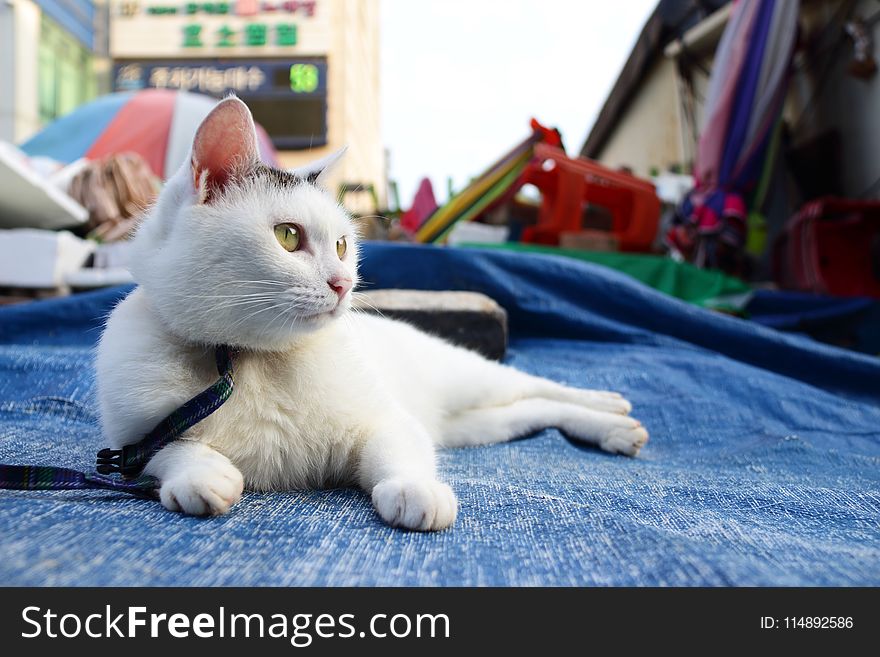 White Cat Lying On Blue Tarpaulin