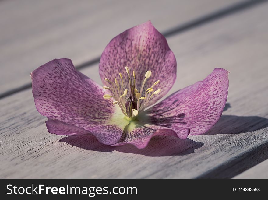 Close-Up Photography of Purple Flower