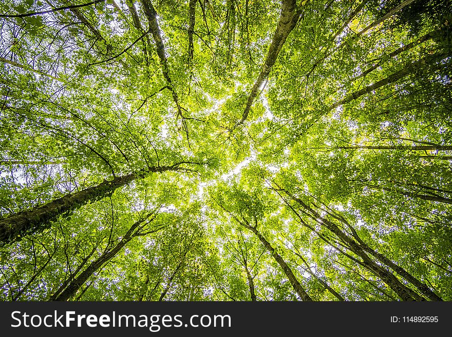 Worms Eyeview of Green Trees