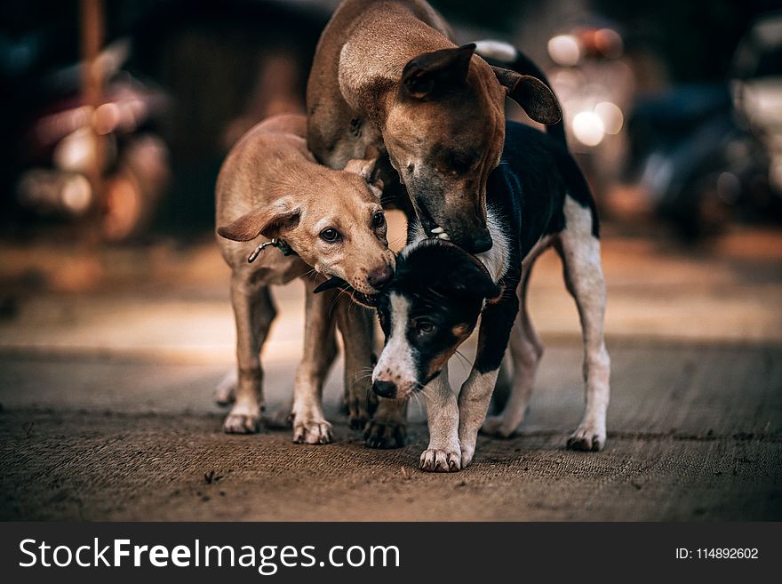 Three Dogs Playing on Gray Concrete Pavement in Selective Focus Photography