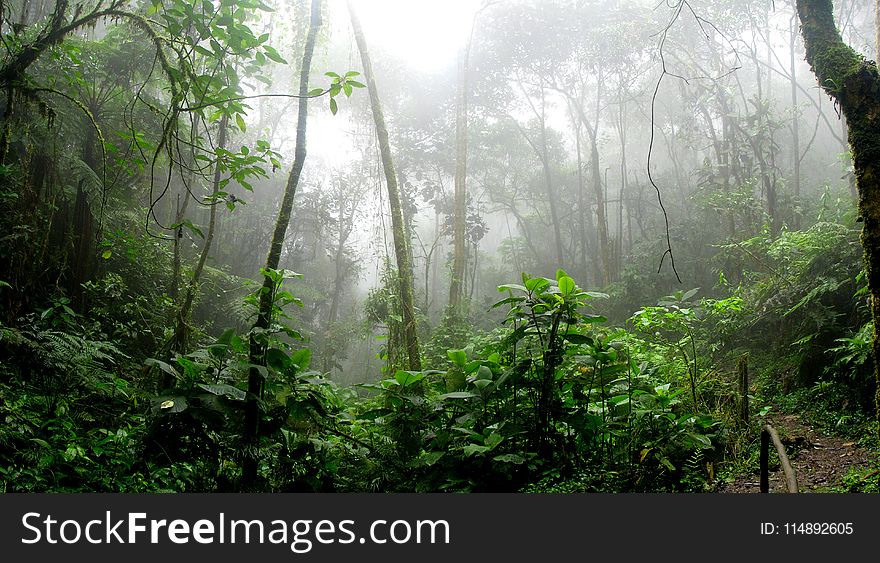 Rainforest during Foggy Day
