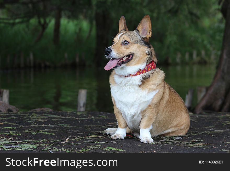 Pembroke Welsh Corgi Photography