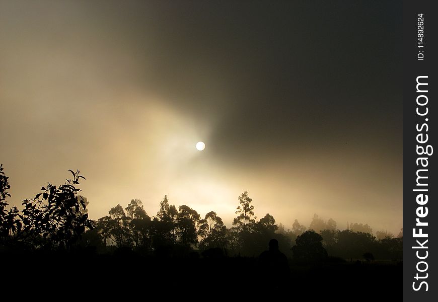 Silhouette Of Trees During Dawn