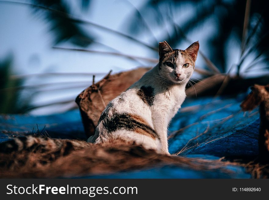 Calico Cat In Close Up Photography