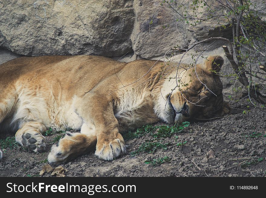Lioness Lying on Grey Dirt Near Grey Rock
