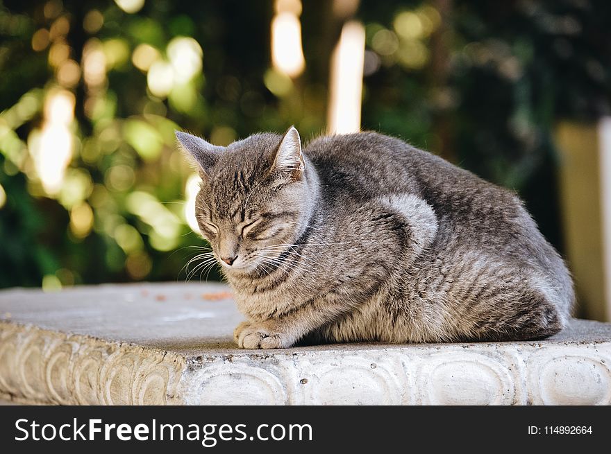 Gray And Black Cat Prone On Gray Concrete Surface At Daytime