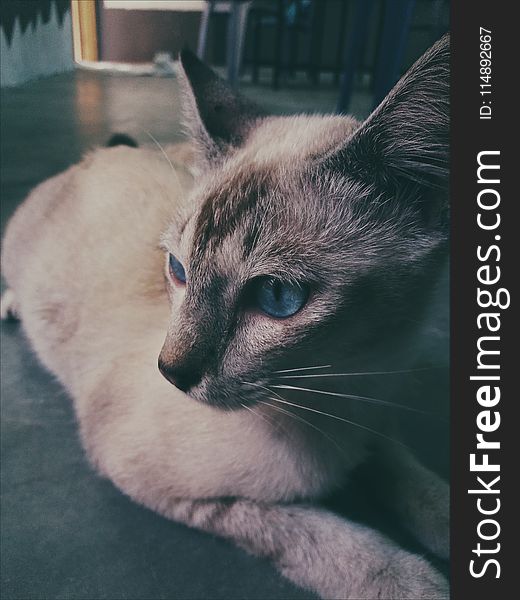 Siamese Cat Lying on the Floor Photo