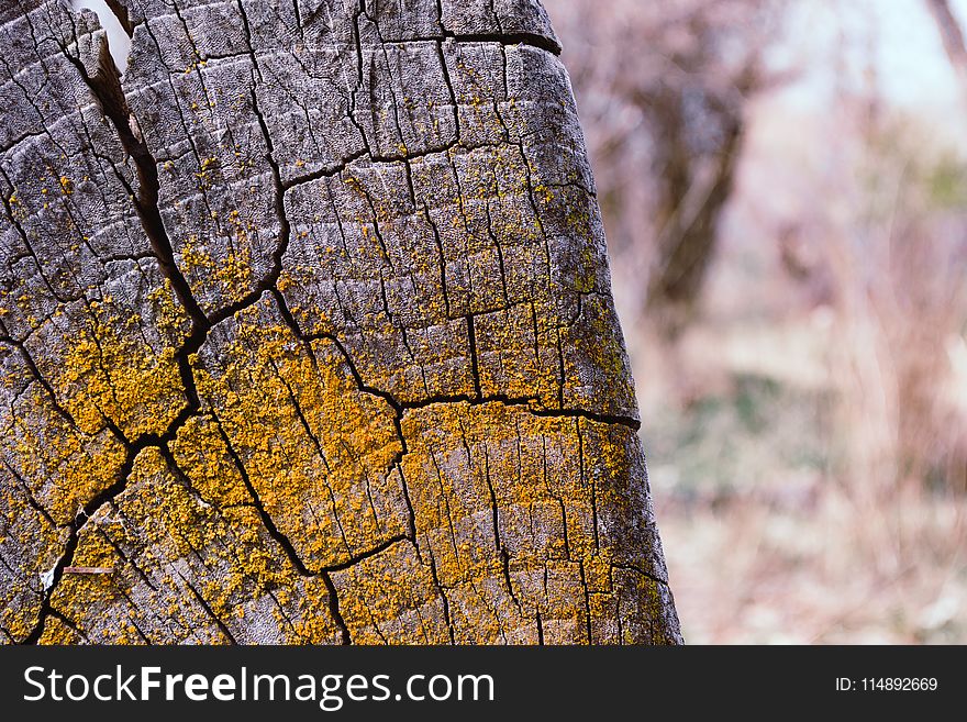 Gray Tree Stump With Yellow Moss