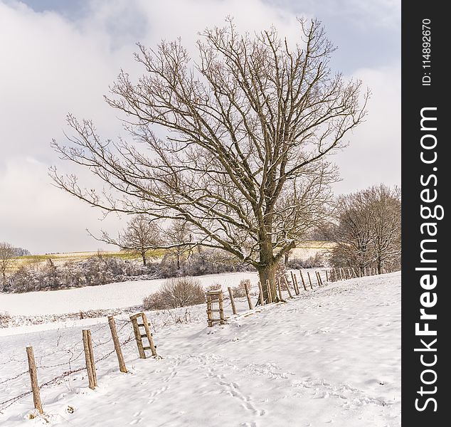 Bare Tree With Ground Covered By Snow