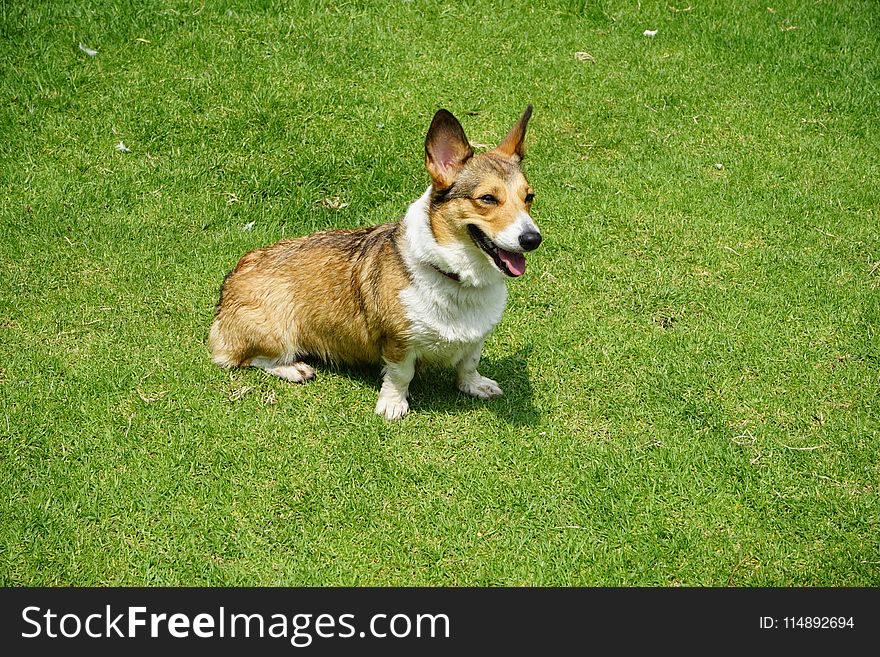 Photograph Of An Adult Brown And White Corgi