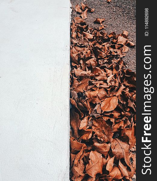 Dried Leaves Near White Concrete Wall