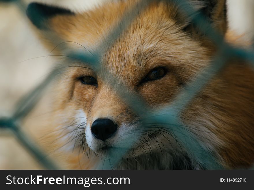 Shallow Focus of Red Fox