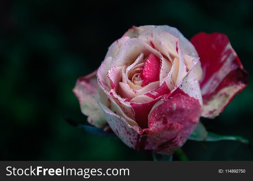 Closeup Photography of White and Pink Rose Flower