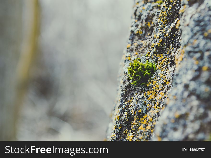 Macro Photography of Green Algae