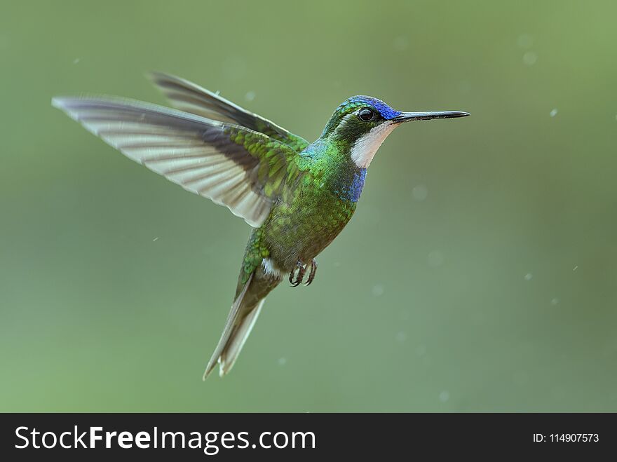 Variable Mountain-gem - Lampornis castaneoventris, beautiful colorful hummingbird from Central America forests, Costa Rica.