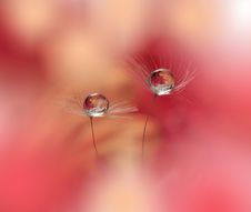 Abstract Macro Photo With Water Drops.Artistic Background For Desktop. Magic Floral Art.Creative Wallpaper.Flower,pastel Tones. Stock Photo Abstract Macro Photo With Water Drops.Artistic Background For Desktop. Magic Floral Art.Creative Wallpaper.Flower,pastel Tones. Stock Photo