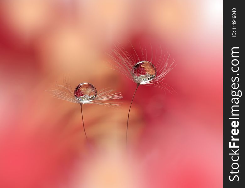 Abstract macro photo with water drops.Artistic Background for desktop. Magic Floral Art.Creative Wallpaper.Flower,pastel tones.