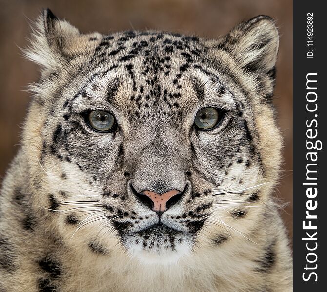 Snow Leopard Closeup