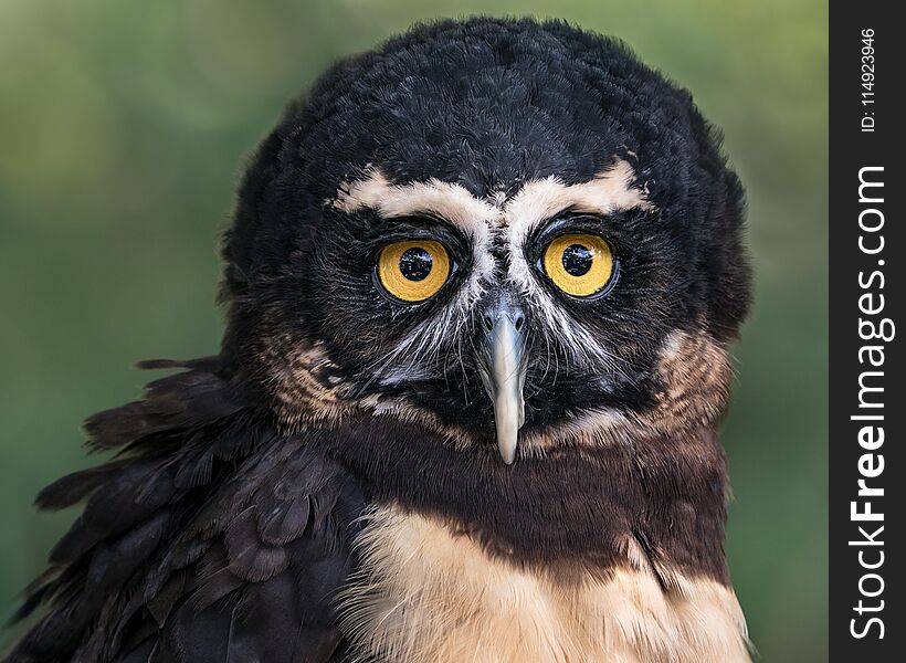 Frontal Portrait of a Spectacled Owl Against a Blurred Green Background