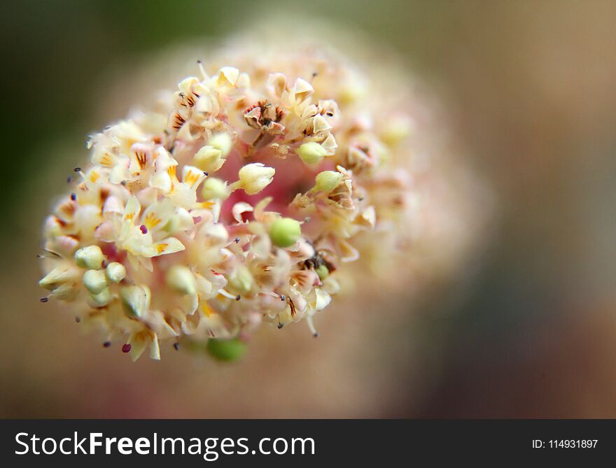 Mango flower, A branch of inflorescence mango flower.